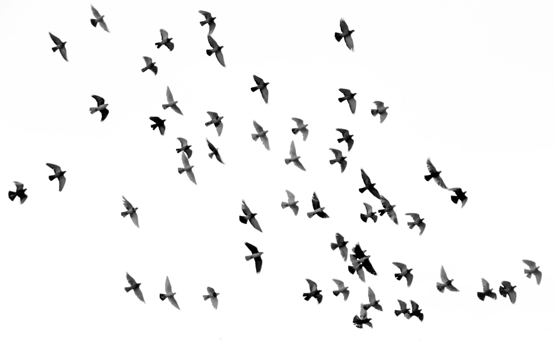 Bando de pássaros em voo contra o céu claro, evocando liberdade e novos caminhos