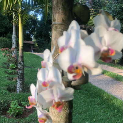 Orquídeas e vegetação nos jardins da Clínica Reviva